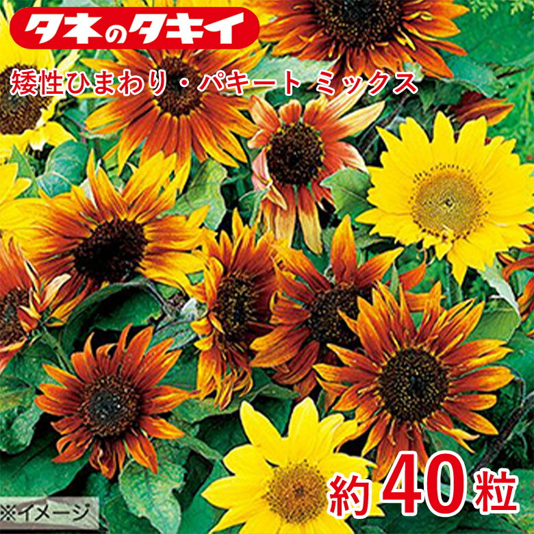 Rakuten - 矮性ひまわり・パキートミックス 約40粒 種 種子 タキイ交配 栽培 野菜 家庭菜園