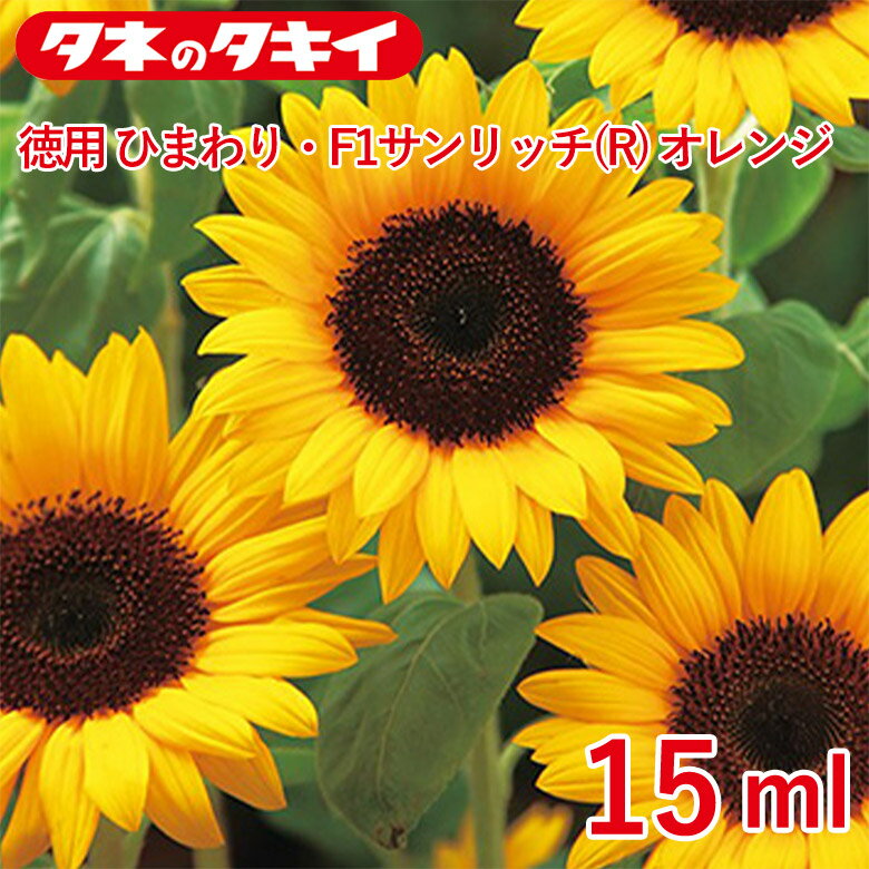 徳用 小袋 ひまわり・F1サンリッチオレンジ 15ml 種 種子 タキイ交配 栽培 野菜 家庭菜園