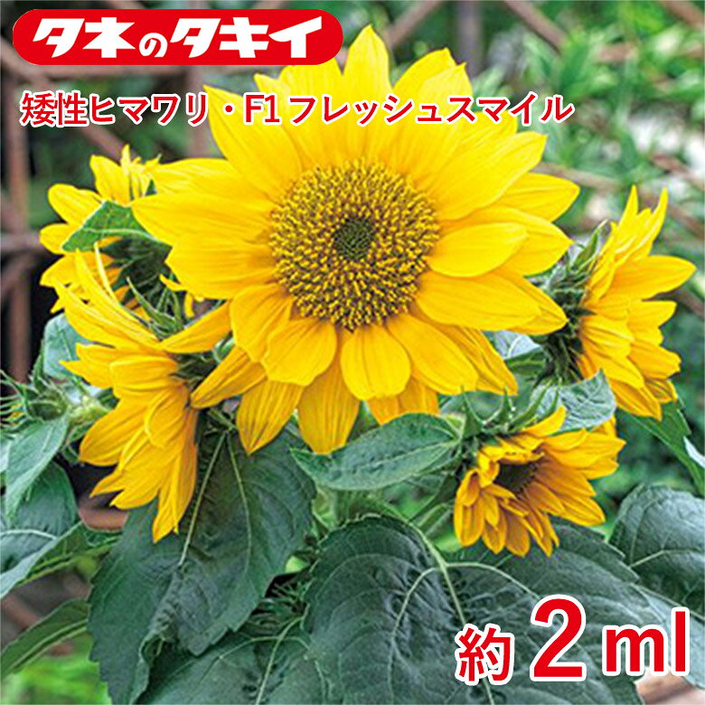 矮性ヒマワリ・F1 フレッシュスマイル 約2ml 種 種子 タキイ交配 栽培 野菜 家庭菜園