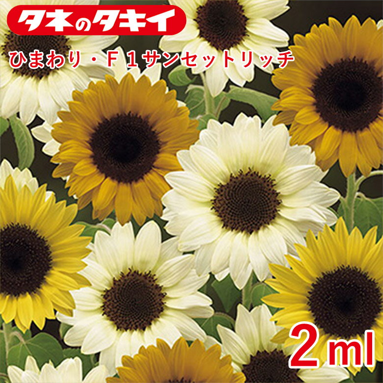 商品名 ひまわり・F1サンセットリッチ 2ml 学名 Helianthus annuus L. 和名 ヒマワリ サイズ/丈 100〜120cm 開花時期 発芽適温：25℃ 生育適温：15℃〜30℃ 発芽日数：3〜4日 花色 ミックス 特徴 黒芯の3色ミックス。オレンジ、レモン、ホワイトの調和が美しく映える。切り花にも向く。 【ひまわり】 タネから簡単に育てられて、生育も早く、花をすぐに楽しめる人気の草花。草丈の低いタイプは花壇や鉢植えに、高いタイプは切り花や景観におすすめ。キク科 ※混合種子は品種により発芽や初期生育に差が出ることがあり、生育の早いもの、旺盛なもののみを育てると、花色が偏る場合があります。 日当たり・置き場所 日なた 水やり 発芽から生育初期にかけては、十分に根を張らせるため、表土が乾いたらたっぷりと水やりしますが、生育とともに徐々に水やりを減らしていきます。ただし、葉が大きくて草丈が高くなる品種は、夏に葉がしおれやすくなるので、ほぼ毎日の水やりが必要になります。 肥料 植えつけ時に元肥として緩効性肥料を施します。追肥は花が咲くまで2週間おきに化成肥料を施します。 病気と害虫 アブラムシ、ズイムシがつくことがあります。最近多くなったハモグリバエは、根から吸収させて効果のある殺虫剤を株元にまいて駆除します。雨が多いと発生するべと病は、長雨のあと、殺菌剤を散布して駆除します。商品名 ひまわり・F1サンセットリッチ 2ml 学名 Helianthus annuus L. 和名 ヒマワリ サイズ/丈 100〜120cm 開花時期 発芽適温：25℃ 生育適温：15℃〜30℃ 発芽日数：3〜4日 花色 ミックス 特徴 黒芯の3色ミックス。オレンジ、レモン、ホワイトの調和が美しく映える。切り花にも向く。 【ひまわり】 タネから簡単に育てられて、生育も早く、花をすぐに楽しめる人気の草花。草丈の低いタイプは花壇や鉢植えに、高いタイプは切り花や景観におすすめ。キク科 ※混合種子は品種により発芽や初期生育に差が出ることがあり、生育の早いもの、旺盛なもののみを育てると、花色が偏る場合があります。 日当たり・置き場所 日なた 水やり 発芽から生育初期にかけては、十分に根を張らせるため、表土が乾いたらたっぷりと水やりしますが、生育とともに徐々に水やりを減らしていきます。ただし、葉が大きくて草丈が高くなる品種は、夏に葉がしおれやすくなるので、ほぼ毎日の水やりが必要になります。 肥料 植えつけ時に元肥として緩効性肥料を施します。追肥は花が咲くまで2週間おきに化成肥料を施します。 病気と害虫 アブラムシ、ズイムシがつくことがあります。最近多くなったハモグリバエは、根から吸収させて効果のある殺虫剤を株元にまいて駆除します。雨が多いと発生するべと病は、長雨のあと、殺菌剤を散布して駆除します。 関連商品 種 花・野菜の商品一覧はこちら⇒