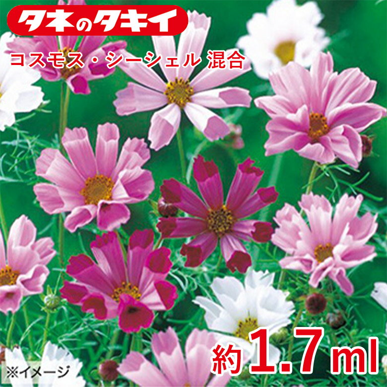 Rakuten - コスモス・シーシェル 混合 約1.7ml 種 種子 タキイ交配 栽培 野菜 家庭菜園