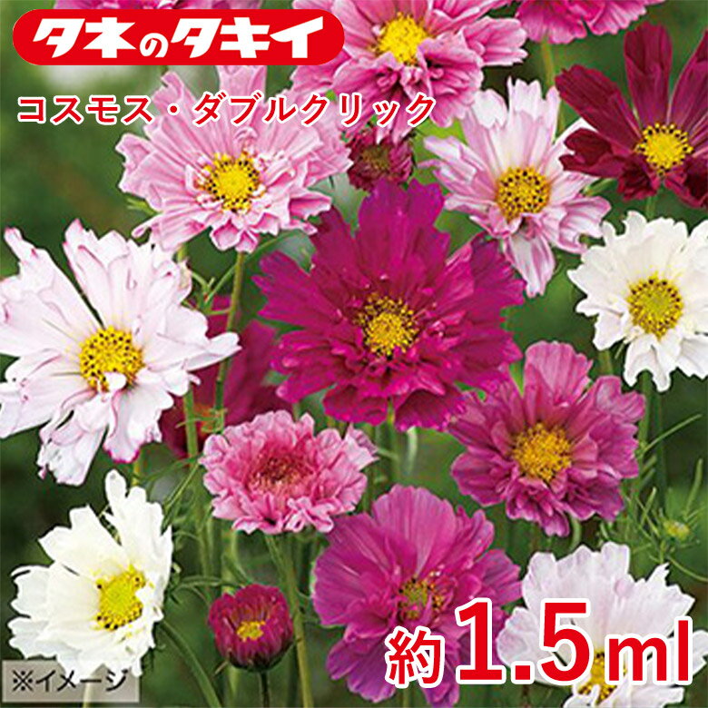 商品名 コスモス・ダブルクリック 約1.5ml 学名 Cosmos Cav 和名 コスモス属 サイズ/丈 80～120cm 開花時期 発芽適温：15℃〜20℃ 生育適温：10℃〜25℃ 発芽日数：5〜7日 花色 ミックス 特徴 【ダブルクリック系】 半八重～八重咲きで花色も豊富な人気シリーズ。花径約6cm。花弁が重なるユニークな花が花壇にも切り花にも新しい花材として楽しめる。 半八重～八重咲コスモスの混合種。 【コスモス】 可憐な花のイメージとは対照的に丈夫で直まきでもよく育ち、初めてでもタネから簡単に育てられる。キク科 ※混合種子は品種により発芽や初期生育に差が出ることがあり、生育の早いもの、旺盛なもののみを育てると、花色が偏る場合があります。 ※栄養状態により一重や筒状の花が咲くこともあります。 日当たり・置き場所 日なた 水やり 土の表面が乾いたらたっぷり水をやるようにします。 肥料 少ない肥料でもよく育つので、肥料の施しすぎは禁物です。特に庭植えでは、肥料を施しすぎると非常に大きくなってしまいます。元肥として緩効性化成肥料を施すだけで十分です。 病気と害虫 とくに大きな被害を受けることはありませんが、育苗時にアブラムシやハダニがつくことがあります。注意して、早めに殺虫剤をまき、駆除します商品名 コスモス・ダブルクリック 約1.5ml 学名 Cosmos Cav 和名 コスモス属 サイズ/丈 80～120cm 開花時期 発芽適温：15℃〜20℃ 生育適温：10℃〜25℃ 発芽日数：5〜7日 花色 ミックス 特徴 【ダブルクリック系】 半八重～八重咲きで花色も豊富な人気シリーズ。花径約6cm。花弁が重なるユニークな花が花壇にも切り花にも新しい花材として楽しめる。 半八重～八重咲コスモスの混合種。 【コスモス】 可憐な花のイメージとは対照的に丈夫で直まきでもよく育ち、初めてでもタネから簡単に育てられる。キク科 ※混合種子は品種により発芽や初期生育に差が出ることがあり、生育の早いもの、旺盛なもののみを育てると、花色が偏る場合があります。 ※栄養状態により一重や筒状の花が咲くこともあります。 日当たり・置き場所 日なた 水やり 土の表面が乾いたらたっぷり水をやるようにします。 肥料 少ない肥料でもよく育つので、肥料の施しすぎは禁物です。特に庭植えでは、肥料を施しすぎると非常に大きくなってしまいます。元肥として緩効性化成肥料を施すだけで十分です。 病気と害虫 とくに大きな被害を受けることはありませんが、育苗時にアブラムシやハダニがつくことがあります。注意して、早めに殺虫剤をまき、駆除します 関連商品 種 花・野菜の商品一覧はこちら⇒