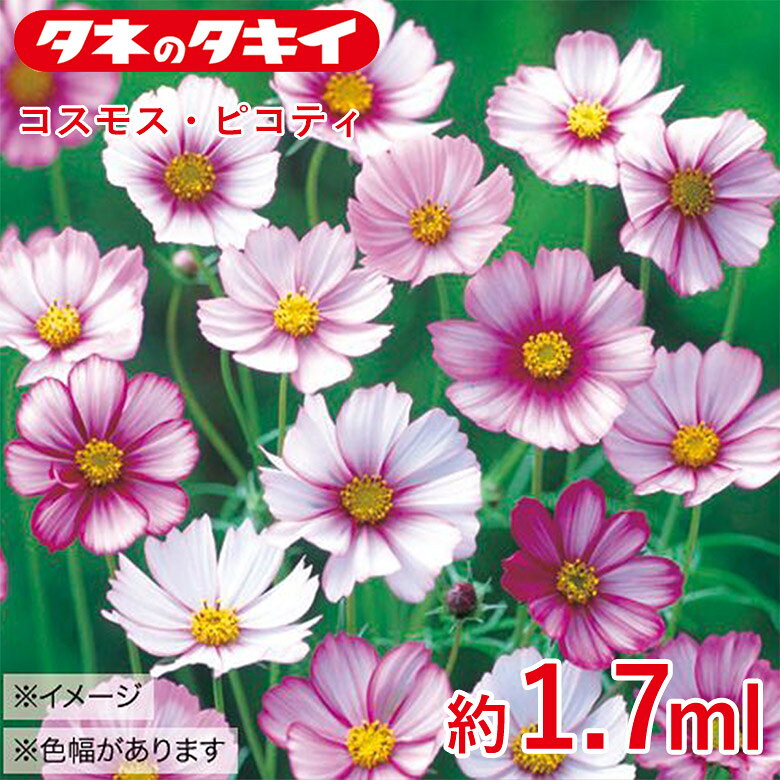 コスモス・ピコティ 約1.7ml 種 種子 タキイ交配 栽培 野菜 家庭菜園