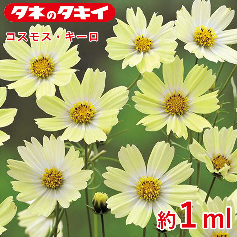 Rakuten - コスモス・キーロ 約1ml 種 種子 タキイ交配 栽培 野菜 家庭菜園