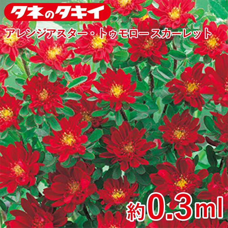 Rakuten - アレンジアスター・トゥモロースカーレット 約0.3ml 種 種子 タキイ交配 栽培 野菜 家庭菜園