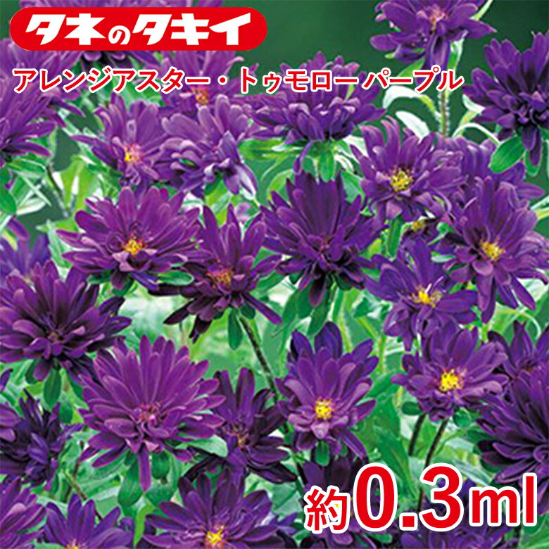 Rakuten - アレンジアスター・トゥモローパープル 約0.3ml 種 種子 タキイ交配 栽培 野菜 家庭菜園