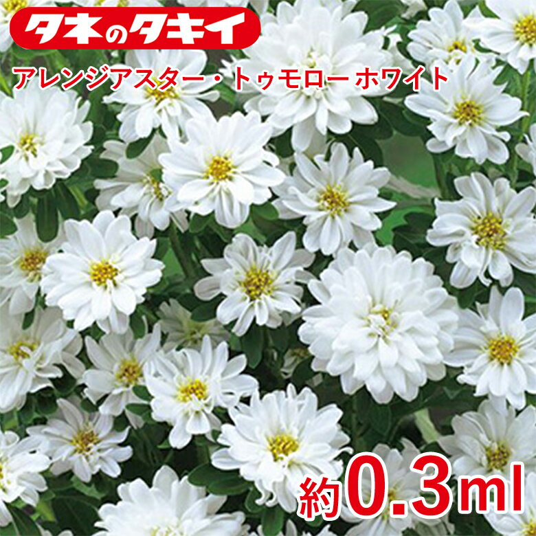 Rakuten - アレンジアスター・トゥモローホワイト 約0.3ml 種 種子 タキイ交配 栽培 野菜 家庭菜園
