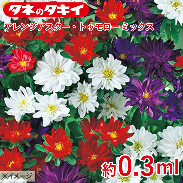 商品名 アレンジアスター・トゥモローミックス　約0.3ml 学名 Callistephus chinensis Nees 和名 エゾギク 原産地 50〜80cm 開花時期 発芽適温：20℃前後 生育適温：5℃〜25℃ 発芽日数：6〜8日 特徴 【アレンジアスター・トゥモロー系】アレンジメントにおすすめの花径2～3cmの小輪半八重品種の早生タイプ。草丈が確保しやすく、ピンチなしの1本仕立てに向き、頂点で花がまとまる。株元での分枝が少なく、密植栽培にも向く。立枯病（フザリウム）に強い。【ミックス内容】…以下トゥモロー系3品種混合 ■トゥモロー パープル〈農水省登録品種（品種名：TA803）〉 ■トゥモロー ホワイト〈農水省登録品種（品種名：TA804）〉 ■トゥモロー スカーレット 日当たり・置き場所 日なた 水やり 土の表面が乾いたらたっぷり水をやるようにします。 肥料 酸性土を嫌うため、苦土石灰をまいて酸度矯正を行います。堆肥、腐葉土などの有機物をすき込み、元肥に化成肥料を施し、よく耕して土ごしらえをし、15～20cm間隔に植えつけます。 病気と害虫 立枯れ病が出やすいので、連作を避けること。この病気は、酸性土で発生しやすいのでしっかり酸度矯正をしましょう。ウイルス性の萎黄病も発生することがあるので、媒介昆虫のアブラムシ、スリップスをつけないよう注意します。赤さび病の発生や、新しい葉や蕾を食害するウリハムシに注意して、薬剤などで防除します。商品名 アレンジアスター・トゥモローミックス　約0.3ml 学名 Callistephus chinensis Nees 和名 エゾギク 原産地 50〜80cm 開花時期 発芽適温：20℃前後 生育適温：5℃〜25℃ 発芽日数：6〜8日 特徴 【アレンジアスター・トゥモロー系】アレンジメントにおすすめの花径2～3cmの小輪半八重品種の早生タイプ。草丈が確保しやすく、ピンチなしの1本仕立てに向き、頂点で花がまとまる。株元での分枝が少なく、密植栽培にも向く。立枯病（フザリウム）に強い。【ミックス内容】…以下トゥモロー系3品種混合 ■トゥモロー パープル〈農水省登録品種（品種名：TA803）〉 ■トゥモロー ホワイト〈農水省登録品種（品種名：TA804）〉 ■トゥモロー スカーレット 日当たり・置き場所 日なた 水やり 土の表面が乾いたらたっぷり水をやるようにします。 肥料 酸性土を嫌うため、苦土石灰をまいて酸度矯正を行います。堆肥、腐葉土などの有機物をすき込み、元肥に化成肥料を施し、よく耕して土ごしらえをし、15～20cm間隔に植えつけます。 病気と害虫 立枯れ病が出やすいので、連作を避けること。この病気は、酸性土で発生しやすいのでしっかり酸度矯正をしましょう。ウイルス性の萎黄病も発生することがあるので、媒介昆虫のアブラムシ、スリップスをつけないよう注意します。赤さび病の発生や、新しい葉や蕾を食害するウリハムシに注意して、薬剤などで防除します。 関連商品 種花・野菜の商品一覧はこちら⇒