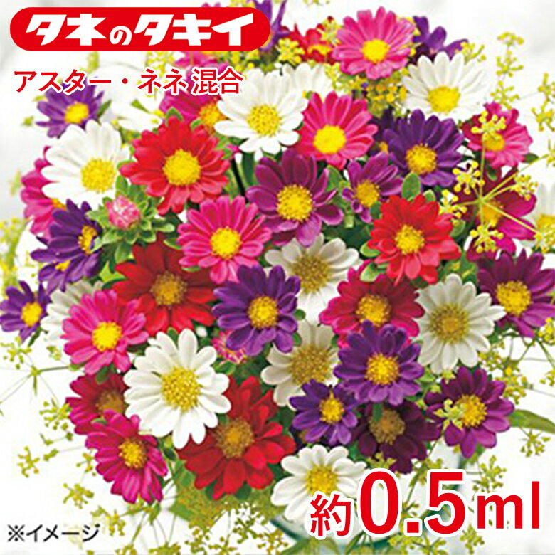 商品名 アスター・ネネ混合　約0.5ml 学名 Callistephus chinensis Nees 和名 エゾギク 原産地 約70cm 開花時期 発芽適温：20℃前後 生育適温：5℃〜25℃ 発芽日数：6〜8日 特徴 【アレンジアスター ネネ系（一重咲）】 一重の花びらで花径2～3cmのシリーズ。茎がかたくボリュームがあり鮮やかな花色が特長で切り花に向く。草姿は立性で、夏切り栽培では草丈が65～70cmに伸び、立枯れ病に強い。かわいらしい花がアレンジメントにもおすすめ。 【アスター】 花もちがよく夏の切り花で重宝され、洋風アレンジにも欠かせない人気の花。連作を嫌うので、同じ場所で続けて栽培しないようにご注意を。キク科 【ミックス内容】…以下ネネ系4種混合 ■ネネ ホワイトインプ ■ネネ ローズインプII〈農水省登録品種（品種名：TA764）〉 ■ネネ スカーレットインプ〈農水省登録品種（品種名：TA763）〉 ■ネネ パープルインプ〈農水省登録品種（品種名：TA765）〉 ※混合種子は品種により発芽や初期生育に差が出ることがあり、生育の早いもの、旺盛なもののみを育てると、花色が偏る場合があります。 日当たり・置き場所 日なた 水やり 土の表面が乾いたらたっぷり水をやるようにします。 肥料 酸性土を嫌うため、苦土石灰をまいて酸度矯正を行います。堆肥、腐葉土などの有機物をすき込み、元肥に化成肥料を施し、よく耕して土ごしらえをし、15～20cm間隔に植えつけます。 病気と害虫 立枯れ病が出やすいので、連作を避けること。この病気は、酸性土で発生しやすいのでしっかり酸度矯正をしましょう。ウイルス性の萎黄病も発生することがあるので、媒介昆虫のアブラムシ、スリップスをつけないよう注意します。赤さび病の発生や、新しい葉や蕾を食害するウリハムシに注意して、薬剤などで防除します。商品名 アスター・ネネ混合　約0.5ml 学名 Callistephus chinensis Nees 和名 エゾギク 原産地 約70cm 開花時期 発芽適温：20℃前後 生育適温：5℃〜25℃ 発芽日数：6〜8日 特徴 【アレンジアスター ネネ系（一重咲）】 一重の花びらで花径2～3cmのシリーズ。茎がかたくボリュームがあり鮮やかな花色が特長で切り花に向く。草姿は立性で、夏切り栽培では草丈が65～70cmに伸び、立枯れ病に強い。かわいらしい花がアレンジメントにもおすすめ。 【アスター】 花もちがよく夏の切り花で重宝され、洋風アレンジにも欠かせない人気の花。連作を嫌うので、同じ場所で続けて栽培しないようにご注意を。キク科 【ミックス内容】…以下ネネ系4種混合 ■ネネ ホワイトインプ ■ネネ ローズインプII〈農水省登録品種（品種名：TA764）〉 ■ネネ スカーレットインプ〈農水省登録品種（品種名：TA763）〉 ■ネネ パープルインプ〈農水省登録品種（品種名：TA765）〉 ※混合種子は品種により発芽や初期生育に差が出ることがあり、生育の早いもの、旺盛なもののみを育てると、花色が偏る場合があります。 日当たり・置き場所 日なた 水やり 土の表面が乾いたらたっぷり水をやるようにします。 肥料 酸性土を嫌うため、苦土石灰をまいて酸度矯正を行います。堆肥、腐葉土などの有機物をすき込み、元肥に化成肥料を施し、よく耕して土ごしらえをし、15～20cm間隔に植えつけます。 病気と害虫 立枯れ病が出やすいので、連作を避けること。この病気は、酸性土で発生しやすいのでしっかり酸度矯正をしましょう。ウイルス性の萎黄病も発生することがあるので、媒介昆虫のアブラムシ、スリップスをつけないよう注意します。赤さび病の発生や、新しい葉や蕾を食害するウリハムシに注意して、薬剤などで防除します。 関連商品 種花・野菜の商品一覧はこちら⇒