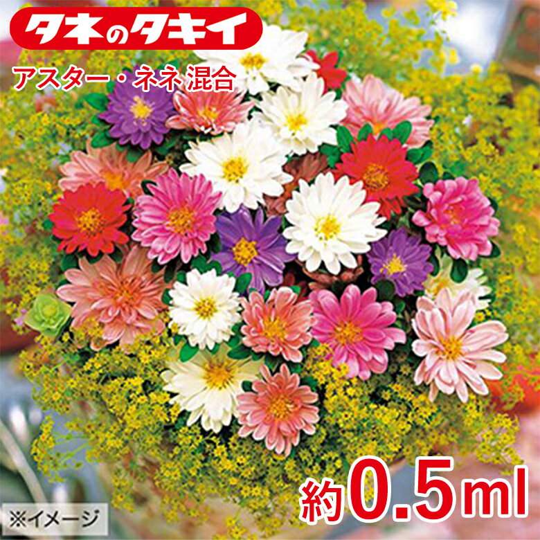 商品名 アスター・ナナ混合 約0.5ml 学名 Callistephus chinensis Nees 和名 エゾギク 原産地 約70cm 開花時期 発芽適温：20℃前後 生育適温：5℃〜25℃ 発芽日数：6〜8日 特徴 【アレンジアスター ナナ系（半八重咲）】 人気の半八重咲きシリーズで、アレンジメントに適する花径4cm前後。茎がかたく草丈はよく伸びてボリュームがあり切り花に最適。立枯病（フザリウム）にも強い。 【アスター】 花もちがよく夏の切り花で重宝され、洋風アレンジにも欠かせない人気の花。連作を嫌うので、同じ場所で続けて栽培しないようにご注意を。キク科 【ミックス内容】…以下ナナ系5品種混合 ■ナナ ピンク ■ナナ パープル〈農水省登録品種（品種名：TA717）〉 ■ナナ ホワイト〈農水省登録品種（品種名：TA535）〉 ■ナナ カーマインローズ〈農水省登録品種（品種名：TA537）〉 ■ナナ サーモンピンク〈農水省登録品種（品種名：TA538）〉 ※混合種子は品種により発芽や初期生育に差が出ることがあり、生育の早いもの、旺盛なもののみを育てると、花色が偏る場合があります。 日当たり・置き場所 日なた 水やり 土の表面が乾いたらたっぷり水をやるようにします。 肥料 酸性土を嫌うため、苦土石灰をまいて酸度矯正を行います。堆肥、腐葉土などの有機物をすき込み、元肥に化成肥料を施し、よく耕して土ごしらえをし、15～20cm間隔に植えつけます。 病気と害虫 立枯れ病が出やすいので、連作を避けること。この病気は、酸性土で発生しやすいのでしっかり酸度矯正をしましょう。ウイルス性の萎黄病も発生することがあるので、媒介昆虫のアブラムシ、スリップスをつけないよう注意します。赤さび病の発生や、新しい葉や蕾を食害するウリハムシに注意して、薬剤などで防除します。商品名 アスター・ナナ混合 約0.5ml 学名 Callistephus chinensis Nees 和名 エゾギク 原産地 約70cm 開花時期 発芽適温：20℃前後 生育適温：5℃〜25℃ 発芽日数：6〜8日 特徴 【アレンジアスター ナナ系（半八重咲）】 人気の半八重咲きシリーズで、アレンジメントに適する花径4cm前後。茎がかたく草丈はよく伸びてボリュームがあり切り花に最適。立枯病（フザリウム）にも強い。 【アスター】 花もちがよく夏の切り花で重宝され、洋風アレンジにも欠かせない人気の花。連作を嫌うので、同じ場所で続けて栽培しないようにご注意を。キク科 【ミックス内容】…以下ナナ系5品種混合 ■ナナ ピンク ■ナナ パープル〈農水省登録品種（品種名：TA717）〉 ■ナナ ホワイト〈農水省登録品種（品種名：TA535）〉 ■ナナ カーマインローズ〈農水省登録品種（品種名：TA537）〉 ■ナナ サーモンピンク〈農水省登録品種（品種名：TA538）〉 ※混合種子は品種により発芽や初期生育に差が出ることがあり、生育の早いもの、旺盛なもののみを育てると、花色が偏る場合があります。 日当たり・置き場所 日なた 水やり 土の表面が乾いたらたっぷり水をやるようにします。 肥料 酸性土を嫌うため、苦土石灰をまいて酸度矯正を行います。堆肥、腐葉土などの有機物をすき込み、元肥に化成肥料を施し、よく耕して土ごしらえをし、15～20cm間隔に植えつけます。 病気と害虫 立枯れ病が出やすいので、連作を避けること。この病気は、酸性土で発生しやすいのでしっかり酸度矯正をしましょう。ウイルス性の萎黄病も発生することがあるので、媒介昆虫のアブラムシ、スリップスをつけないよう注意します。赤さび病の発生や、新しい葉や蕾を食害するウリハムシに注意して、薬剤などで防除します。 関連商品 種花・野菜の商品一覧はこちら⇒