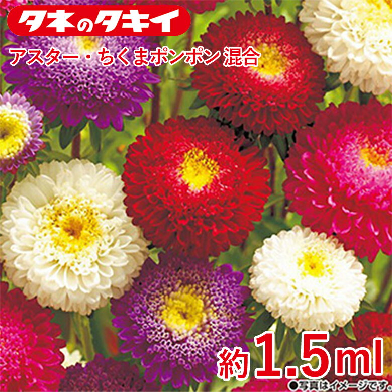 アスター・ちくまポンポン混合　約1.5ml 種 種子 タキイ交配 栽培 野菜 家庭菜園