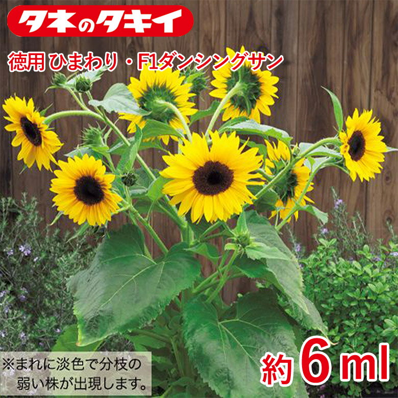 徳用ひまわり・F1ダンシングサン 約6ml 種 種子 タキイ交配 栽培 野菜 家庭菜園