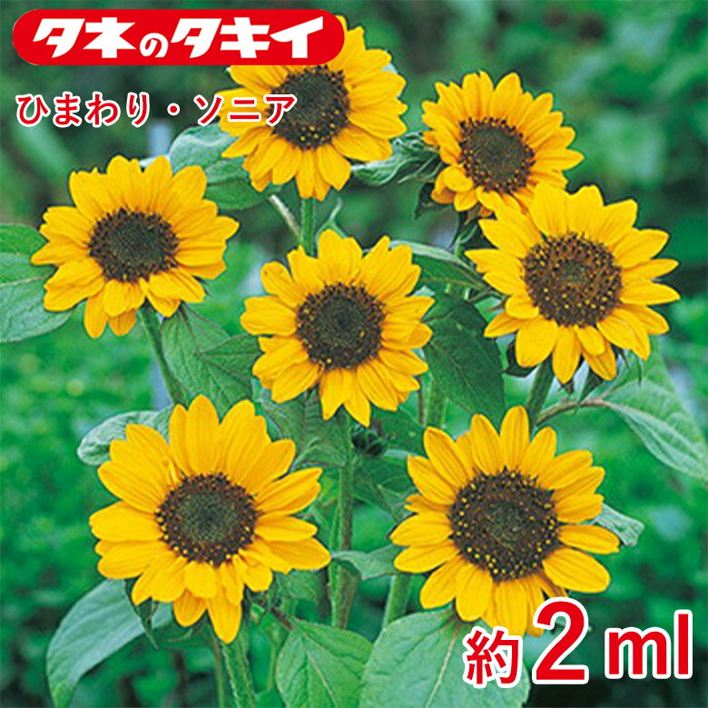 Rakuten - ひまわり・ソニア　約2ml 種 種子 タキイ交配 栽培 野菜 家庭菜園