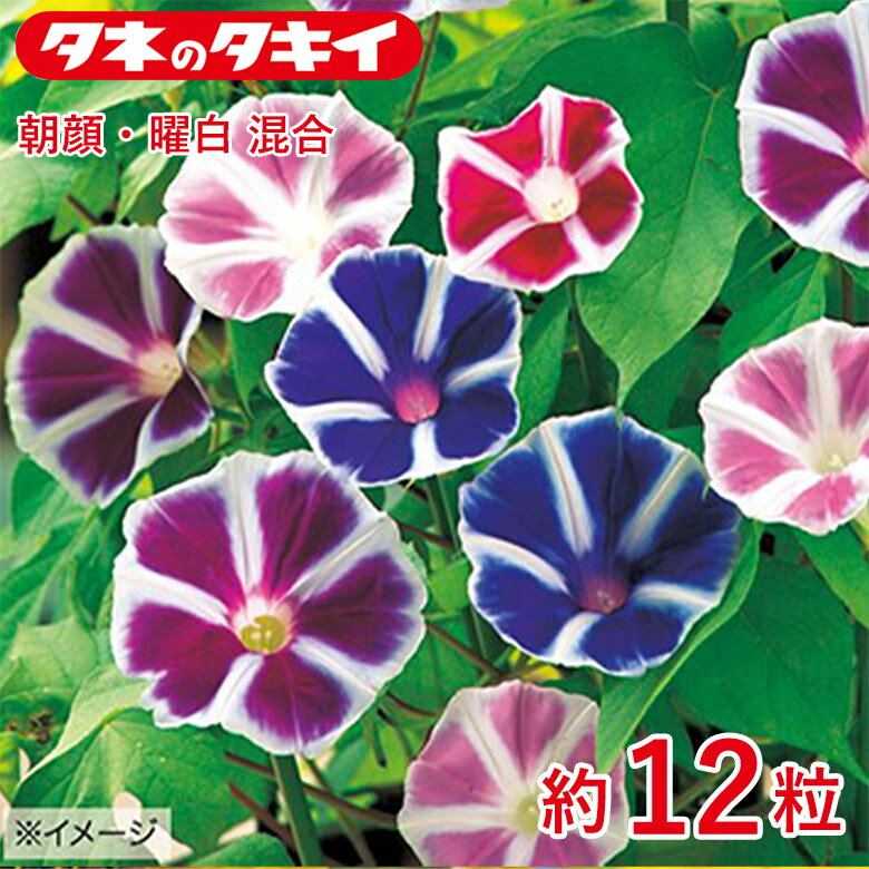 商品名 朝顔・曜白混合　約12粒 学名 Ipomoea nil 和名 アサガオ 開花時期 発芽適温：25℃前後 生育適温：20℃〜30℃ 発芽日数：5〜7日 特徴 今までにない可愛い色形の朝顔。花径9～10cm。花弁中央の「曜」という部分が白く星のように見える。夕方近くまで咲く。【日本朝顔】日本で古くから親しまれ、夏の涼をめでる人気の草花。つる性でグリーンカーテンでも人気。発芽には高温が必要。ヒルガオ科 ※混合種子は品種により発芽や初期生育に差が出ることがあり、生育の早いもの、旺盛なもののみを育てると、花色が偏る場合があります。 ※海外で育成されたユニーク品種で、花色・花姿・草丈などに個体差があります。 ※花色のパターンが安定しないことがあります。 ※特性上、まれに単色花が咲きます。 ※写真とは異なる場合がありますので、あらかじめご了承ください。 日当たり・置き場所 日なた 水やり 土の表面が乾いたらたっぷり水をやるようにします。 肥料 元肥として緩効性肥料を用土に混ぜておきます。その後は、10日に1回程度、チッ素分の少ない液体肥料を水やり代わりに施します。花がつき始める7月中旬からは肥料を中止します。 病気と害虫 ハダニが発生することがあります。葉のつやがなくなる症状が見られたら、葉裏を確認しましょう。また、オンシツコナジラミも葉裏につきやすく、これは株を揺すると一斉に飛び立ちます。ヨトウムシが発生したら捕殺します。商品名 朝顔・曜白混合　約12粒 学名 Ipomoea nil 和名 アサガオ 開花時期 発芽適温：25℃前後 生育適温：20℃〜30℃ 発芽日数：5〜7日 特徴 今までにない可愛い色形の朝顔。花径9～10cm。花弁中央の「曜」という部分が白く星のように見える。夕方近くまで咲く。【日本朝顔】日本で古くから親しまれ、夏の涼をめでる人気の草花。つる性でグリーンカーテンでも人気。発芽には高温が必要。ヒルガオ科 ※混合種子は品種により発芽や初期生育に差が出ることがあり、生育の早いもの、旺盛なもののみを育てると、花色が偏る場合があります。 ※海外で育成されたユニーク品種で、花色・花姿・草丈などに個体差があります。 ※花色のパターンが安定しないことがあります。 ※特性上、まれに単色花が咲きます。 ※写真とは異なる場合がありますので、あらかじめご了承ください。 日当たり・置き場所 日なた 水やり 土の表面が乾いたらたっぷり水をやるようにします。 肥料 元肥として緩効性肥料を用土に混ぜておきます。その後は、10日に1回程度、チッ素分の少ない液体肥料を水やり代わりに施します。花がつき始める7月中旬からは肥料を中止します。 病気と害虫 ハダニが発生することがあります。葉のつやがなくなる症状が見られたら、葉裏を確認しましょう。また、オンシツコナジラミも葉裏につきやすく、これは株を揺すると一斉に飛び立ちます。ヨトウムシが発生したら捕殺します。 関連商品 種 花・野菜の商品一覧はこちら⇒