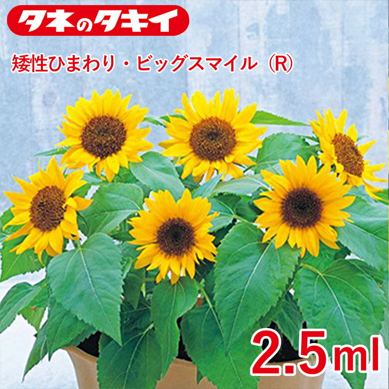 矮性ひまわり・ビッグスマイル　2.5ml 種 種子 タキイ交配 栽培 野菜 家庭菜園