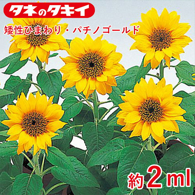 Rakuten - 矮性ひまわり・パチノゴールド　約 2ml 種 種子 タキイ交配 栽培 野菜 家庭菜園