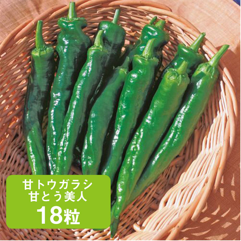 【たくさん収穫できて、おいしい甘長トウガラシ】甘トウガラシ・甘とう美人【タキイ交配】18粒 とうがらし 唐辛子 種 種子 タキイ 栽培 野菜 家庭菜園のサムネイル