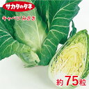 キャベツ みさき 約75粒 キャベツ 種 種子 サカタ交配 栽培 野菜 家庭菜園