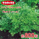 ハーブ チャービル(セルフィーユ)約800粒 種 種子 サカタ交配 栽培 野菜 家庭菜園