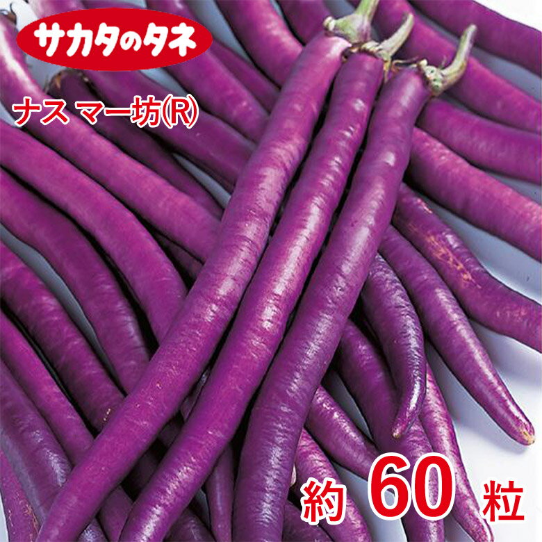 Rakuten - ナス マー坊(R) 約60粒 とまと 種 種子 サカタ 栽培 野菜 家庭菜園