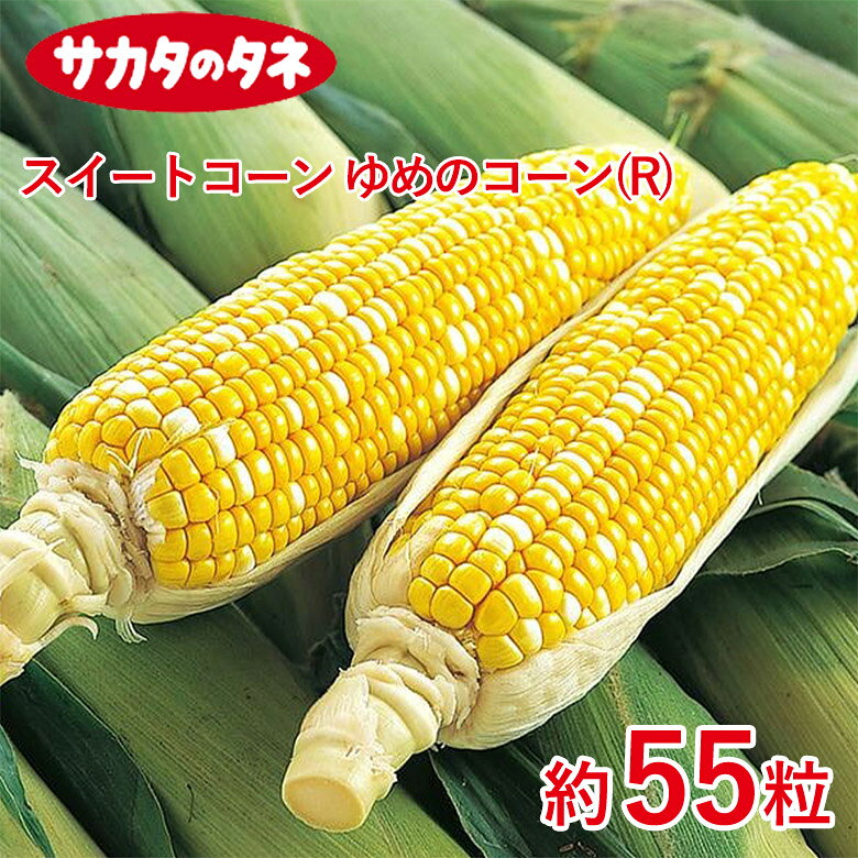 Rakuten - スイートコーン ゆめのコーン(R) 約55粒 コーン 種 種子 サカタ交配 栽培 野菜 家庭菜園