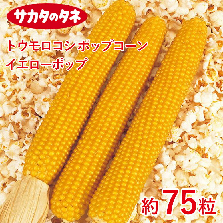 Rakuten - トウモロコシ ポップコーン イエローポップ 約75粒 コーン 種 種子 サカタ交配 栽培 野菜 家庭菜園