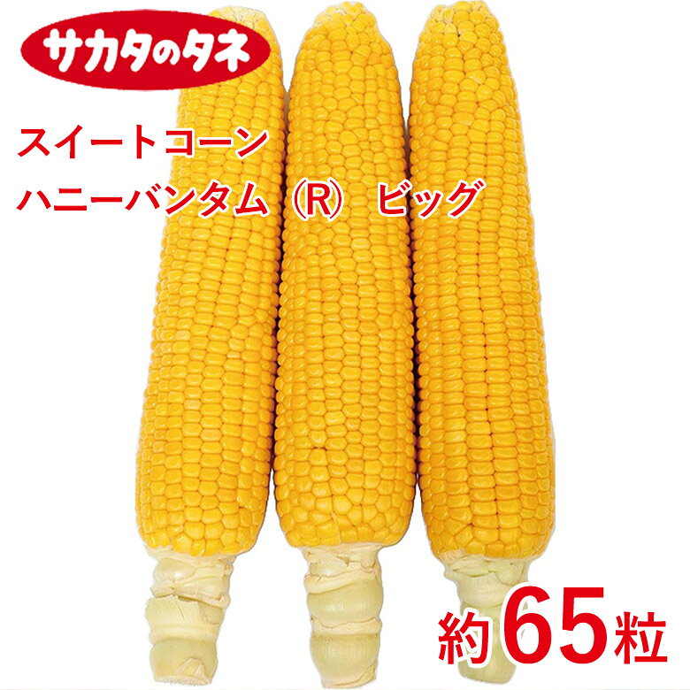 商品名 スイートコーン ハニーバンタム（R） ビッグ 約65粒 学名 玉蜀黍 和名 Zea mays L. 開花時期 発芽適温：25℃〜30℃ 生育適温：22〜30℃ 発芽日数：4〜6日 特徴 大きいだけでなく、風味豊かで、食べ応えがあるおいしいトウモロコシです。根の張りがよく、強風などにも倒れにくく、安心して栽培することができます。 【注意事項】 ※タネの粒数（粒の大きさ）は採種条件などにより差があります。表示の粒数は目安としてください。 日当たり・置き場所 日当たりと風通しの良い場所 水やり 土の表面が乾いているのを目安に水やりを行います。 トウモロコシの花が開花する前と後、そして実が成熟する前と後は、水切れが起こりやすい時期なので、土が乾燥し過ぎないように注意して水やりを続けましょう。 肥料 タネまきの2週間以上前に苦土石灰を全面に散布して耕し、1週間前に元肥を施してよく耕し、畝を作ります。1平方メートル当たり苦土石灰は約70g、堆肥は2～3kg、化成肥料（N：P：K＝8：8：8）は150g程度とします。 病気と害虫 大敵はアワノメイガの幼虫です。雄穂から雌穂へ幼虫が移動するのを防ぐため、雄穂の出始めた時と、その後7日間隔で殺虫剤を2～3回散布します。薬剤を使わない場合、雄穂が出た後に幼虫が茎の上部に入った場合は雄穂を切り取ります。また、雌穂に近い場所に入った場合は、穴の上3cmくらいをカッターナイフで縦に切り裂いて幼虫を取り出します。商品名 スイートコーン ハニーバンタム（R） ビッグ 約65粒 学名 玉蜀黍 和名 Zea mays L. 開花時期 発芽適温：25℃〜30℃ 生育適温：22〜30℃ 発芽日数：4〜6日 特徴 大きいだけでなく、風味豊かで、食べ応えがあるおいしいトウモロコシです。根の張りがよく、強風などにも倒れにくく、安心して栽培することができます。 【注意事項】 ※タネの粒数（粒の大きさ）は採種条件などにより差があります。表示の粒数は目安としてください。 日当たり・置き場所 日当たりと風通しの良い場所 水やり 土の表面が乾いているのを目安に水やりを行います。 トウモロコシの花が開花する前と後、そして実が成熟する前と後は、水切れが起こりやすい時期なので、土が乾燥し過ぎないように注意して水やりを続けましょう。 肥料 タネまきの2週間以上前に苦土石灰を全面に散布して耕し、1週間前に元肥を施してよく耕し、畝を作ります。1平方メートル当たり苦土石灰は約70g、堆肥は2～3kg、化成肥料（N：P：K＝8：8：8）は150g程度とします。 病気と害虫 大敵はアワノメイガの幼虫です。雄穂から雌穂へ幼虫が移動するのを防ぐため、雄穂の出始めた時と、その後7日間隔で殺虫剤を2～3回散布します。薬剤を使わない場合、雄穂が出た後に幼虫が茎の上部に入った場合は雄穂を切り取ります。また、雌穂に近い場所に入った場合は、穴の上3cmくらいをカッターナイフで縦に切り裂いて幼虫を取り出します。 関連商品 野菜種の商品一覧はこちら⇒