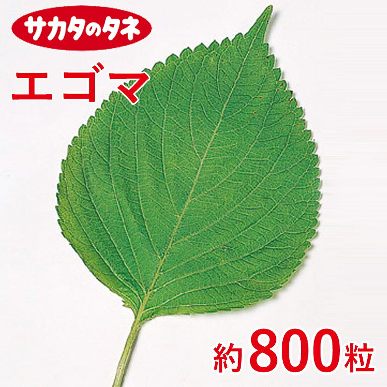 Other - エゴマ 約800粒 えごま 荏胡麻 種 種子 サカタ交配 栽培 野菜 家庭菜園