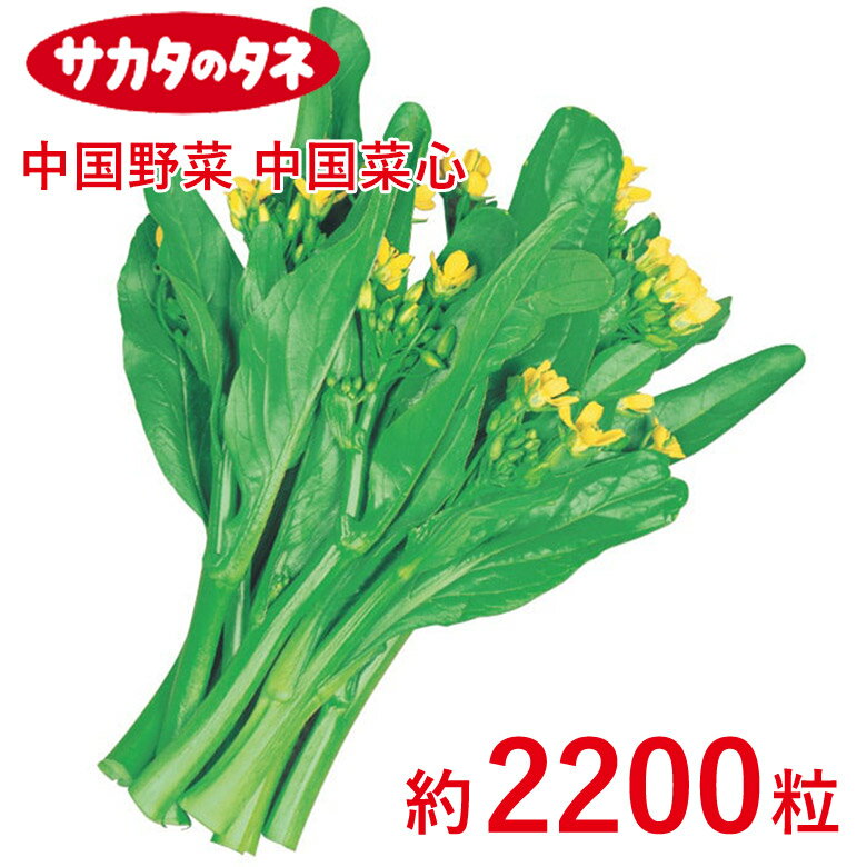 中国野菜 中国菜心 約2200粒 種 種子 サカタ交配 栽培 野菜 家庭菜園