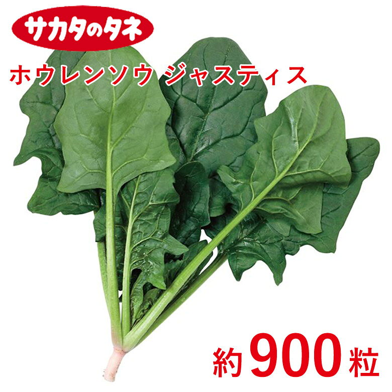Rakuten - ホウレンソウ ジャスティス 約900粒 種 種子 サカタ交配 栽培 野菜 家庭菜園
