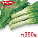 茎レタス ケルン 約350粒 種 種子 サカタ交配 栽培 野菜 家庭菜園