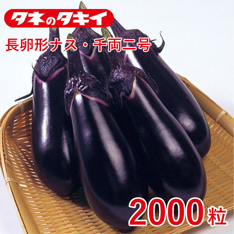 Rakuten - 千両二号 2000粒 種 種子 タキイ交配 栽培 野菜 家庭菜園