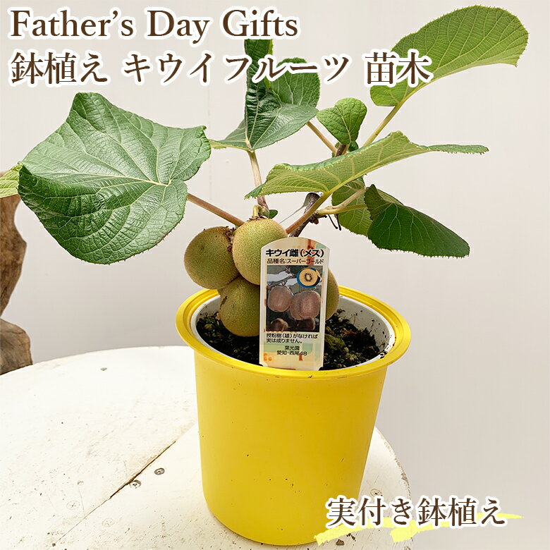 商品名 人気のギフト♪おうちで新鮮とれたてキウイフルーツ♪実付き鉢植え キウイフルーツ 苗木 学名 Actinidia deliciosa 和名 キウイフルーツ 開花時期 5月~6月 花色 白色 耐寒性 強い 耐暑性 強い 特徴 自宅で簡単お手軽に♪キウイフルーツを収穫して楽しみませんか♪長期で収穫できます。そのままスプーンで♪ケーキのトッピングなど。プレゼントとしてもおすすめです。実付きの鉢植えとなりますが、時期により実が少ない、葉が少ないなど差が出ます。ご了承ください。素敵な自給自足ライフをぜひお楽しみください♪ キウイは基本受粉樹が必要となります。こちらの商品はメス木となりますので、もし次の収穫を…!とお考えの方はぜひキウイフルーツのオス木を近くに植えることをお薦めします。また、お届け時付いていた小さな実は落果する場合がございます。こちらは生理落果という病害虫の影響ではなく、運送途中での些細なストレスなどにより起こります。予めご了承くださいませ。緑肉か黃肉どちらかが届きます。ご選択はできかねますのでご了承くださいませ。 日当たり・置き場所 風通しのよい日当たり 水やり 土の表面が乾いたらたっぷりと 肥料 実が付き終わったあとに肥料をあげてください。液体肥料または置肥(固形の油かすなど)をおすすめします。 病気と害虫 コガネムシ・アブラムシ・ハダニなどに葉や根を食害されやすいので、殺虫剤を使用されることをおすすめします。実を食していただくので、殺虫剤などご使用になられるときは、使用回数・収穫までの日数をお調べいただきたく思います。商品名 人気のギフト♪おうちで新鮮とれたてキウイフルーツ♪実付き鉢植え キウイフルーツ 苗木 学名 Actinidia deliciosa 和名 キウイフルーツ 開花時期 5月~6月 花色 白色 耐寒性 強い 耐暑性 強い 特徴 自宅で簡単お手軽に♪キウイフルーツを収穫して楽しみませんか♪長期で収穫できます。そのままスプーンで♪ケーキのトッピングなど。プレゼントとしてもおすすめです。実付きの鉢植えとなりますが、時期により実が少ない、葉が少ないなど差が出ます。ご了承ください。素敵な自給自足ライフをぜひお楽しみください♪ キウイは基本受粉樹が必要となります。こちらの商品はメス木となりますので、もし次の収穫を…!とお考えの方はぜひキウイフルーツのオス木を近くに植えることをお薦めします。また、お届け時付いていた小さな実は落果する場合がございます。こちらは生理落果という病害虫の影響ではなく、運送途中での些細なストレスなどにより起こります。予めご了承くださいませ。緑肉か黃肉どちらかが届きます。ご選択はできかねますのでご了承くださいませ。 日当たり・置き場所 風通しのよい日当たり 水やり 土の表面が乾いたらたっぷりと 肥料 実が付き終わったあとに肥料をあげてください。液体肥料または置肥(固形の油かすなど)をおすすめします。 病気と害虫 コガネムシ・アブラムシ・ハダニなどに葉や根を食害されやすいので、殺虫剤を使用されることをおすすめします。実を食していただくので、殺虫剤などご使用になられるときは、使用回数・収穫までの日数をお調べいただきたく思います。 関連商品 寄せ植えの商品一覧はこちら⇒