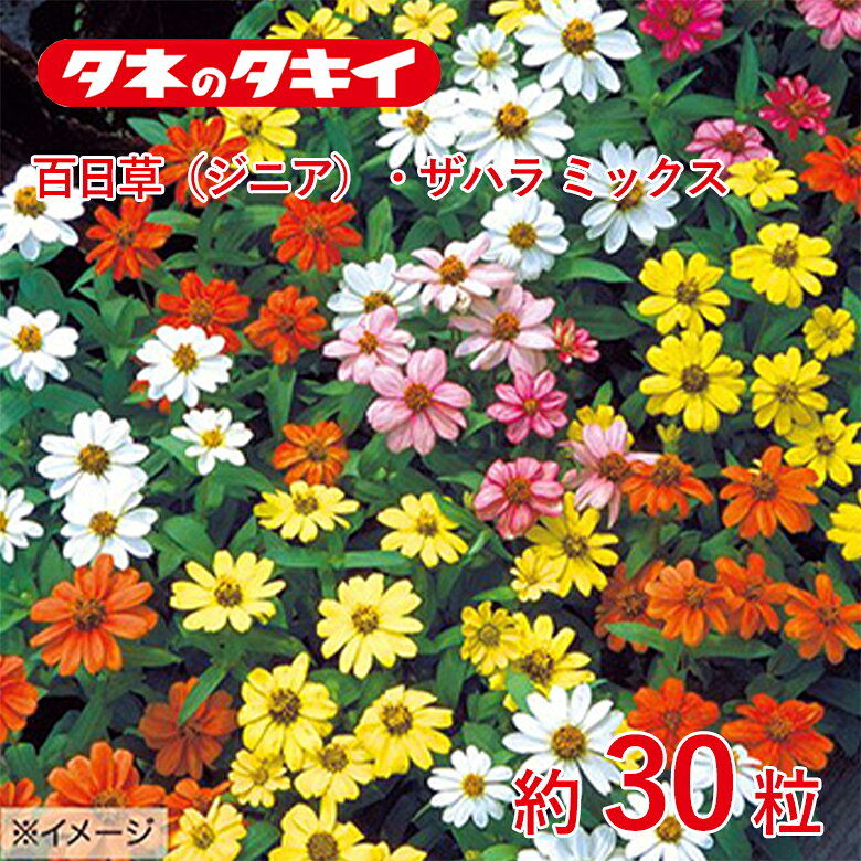 Rakuten - 百日草・ザハラミックス　約30粒