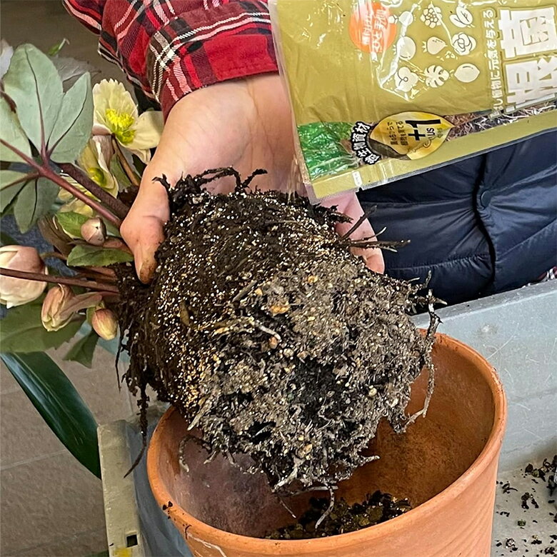 菌が根を伸ばし植物に元気を与える 菌根菌 200ml 微生物資材 園芸 微生物 ガーデニ...
