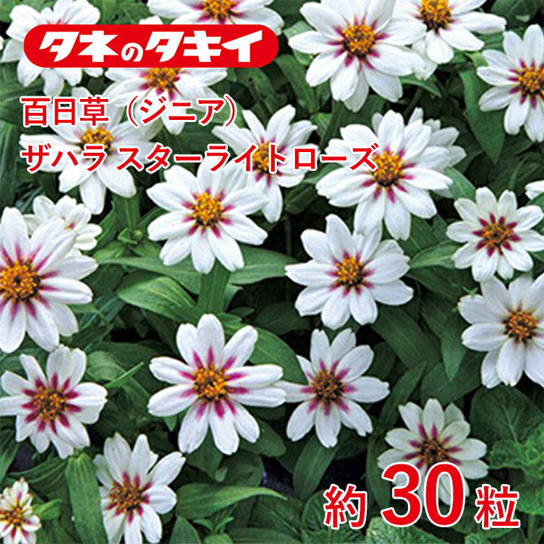 百日草・ザハラ　スターライトローズ　約30粒