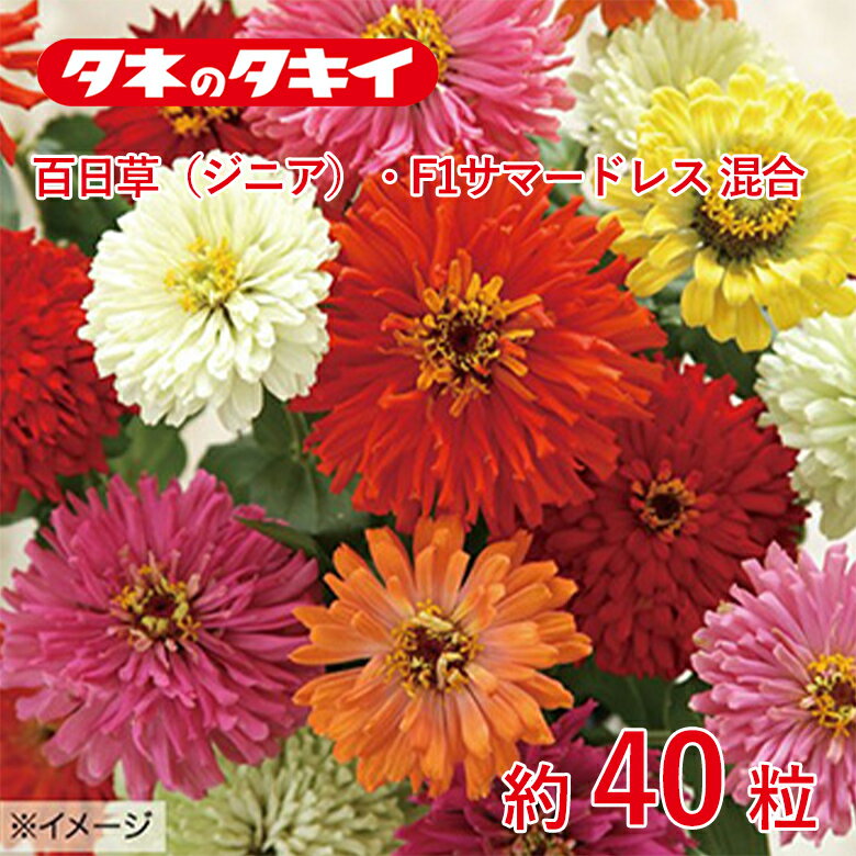 百日草・f1サマードレス 混合【タキイ交配】約40粒
