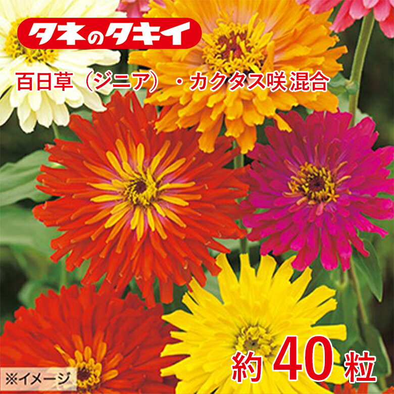 百日草・カクタス咲混合 約40粒