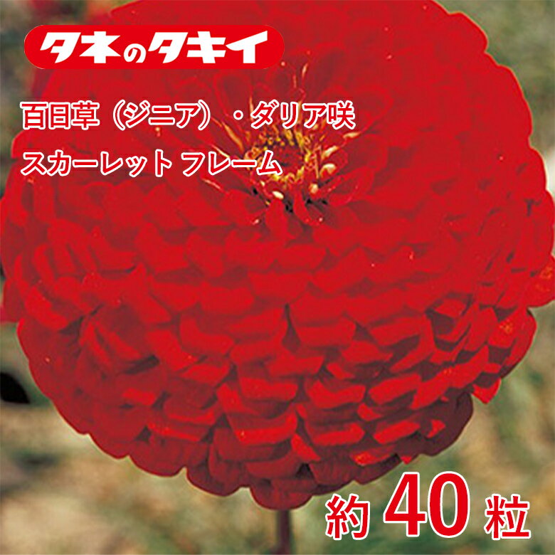百日草・ダリア咲 スカーレットフレーム 約40粒