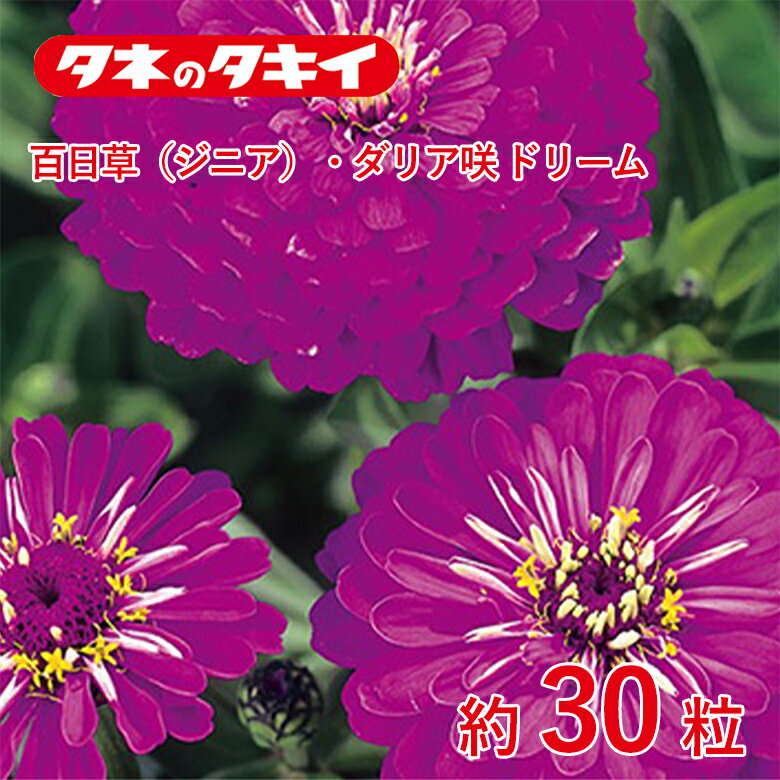 百日草・ダリア咲ドリーム 約30粒