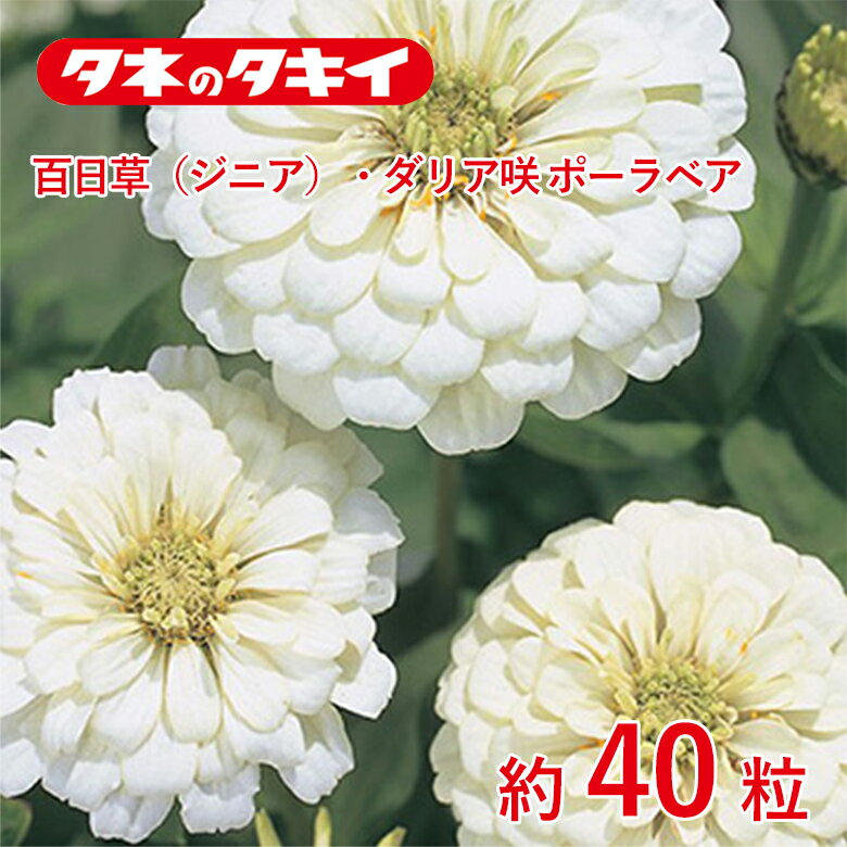 百日草・ダリア咲ポーラベア 約40粒