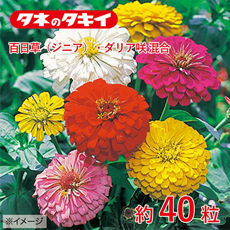 百日草・ダリア咲混合 約40粒