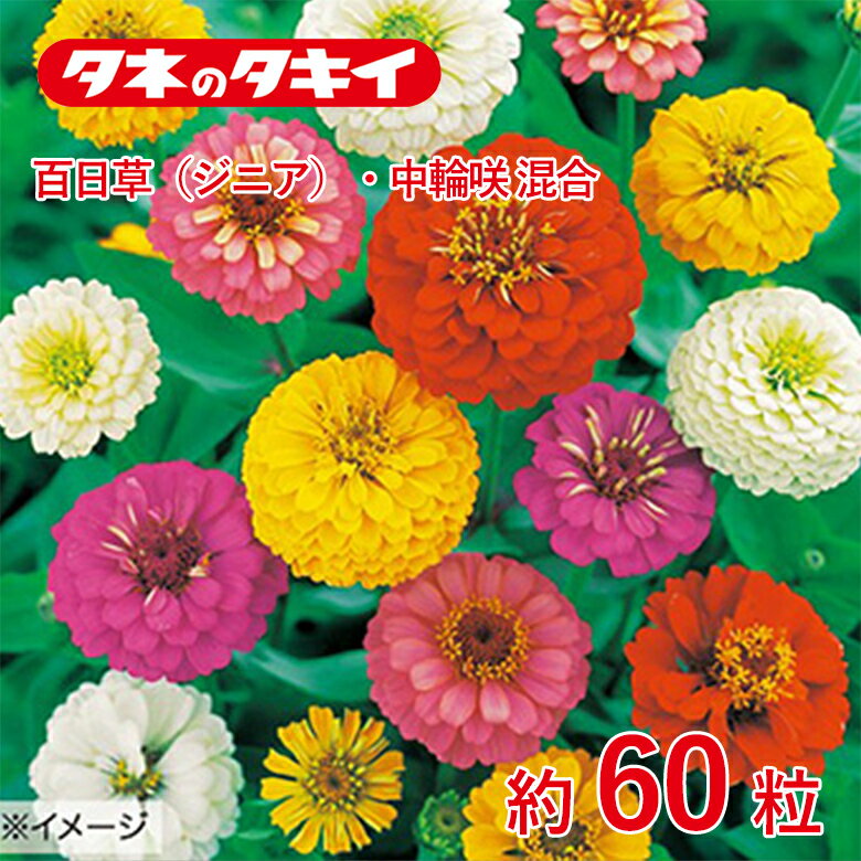 百日草・中輪咲混合 約60粒