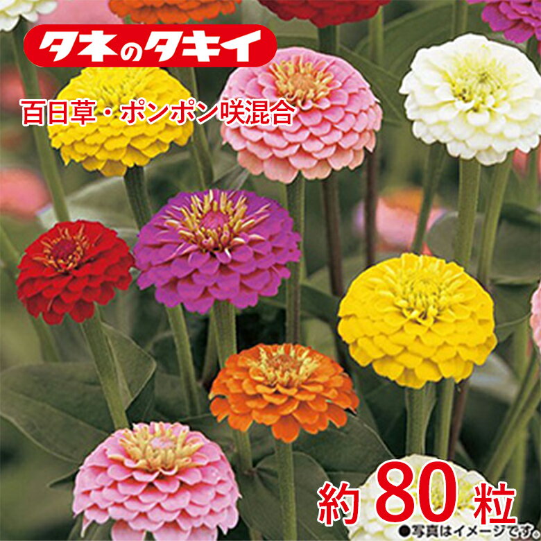 百日草・ポンポン咲混合 約80粒