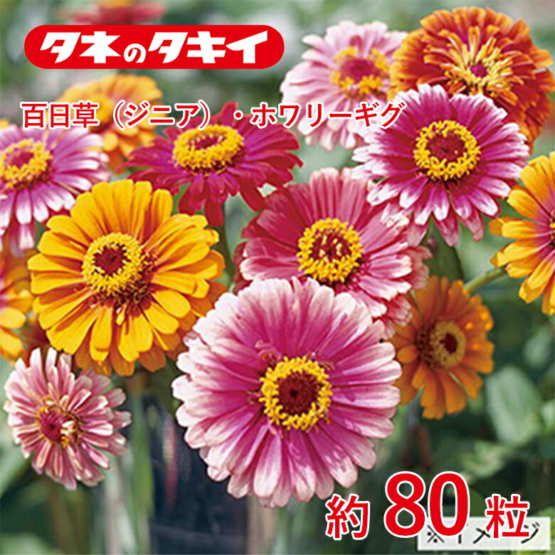 百日草・ホワリーギグ 約80粒