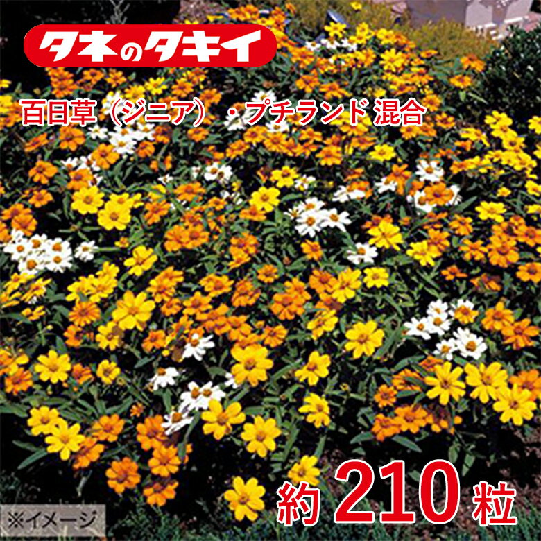 Rakuten - 百日草（ジニア）・プチランド 混合　約210粒