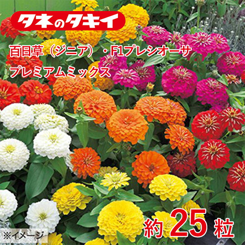商品名 百日草（ジニア）・F1プレシオーサ プレミアムミックス　約25粒 学名 Zinnia elegans 和名 ヒャクニチソウ サイズ/丈 発芽適温：20℃前後 生育適温：20℃〜30℃ 発芽日数：5〜7日 特徴 生長が早く、丈夫で作りやすい百日草。タネを何回かに分けてまくと、次から次へとカラフルな花を咲かせる。キク科 【矮性種（エレガンス種） F1プレシオーサ系】 立体的で豪華な花形の花径7～8cmの巨大輪種。生育・開花揃いに優れ、花形の揃いもよい。分枝性に優れ、草丈25～35cmとコンパクトに仕上がる。播種後、約70日で開花。 ※混合種子は品種により発芽や初期生育に差が出ることがあり、生育の早いもの、旺盛なもののみを育てると、花色が偏る場合があります。 日当たり・置き場所 日なた 水やり 土の表面が乾いたらたっぷり水をやるようにします。 肥料 元肥として緩効性の肥料を混ぜておくといいでしょう。 1週間から10日に1回の頻度で、液体肥料を与えます。 病気と害虫 立ち枯れ病予防のため、連作を避けます。立ち枯れ病が発生した場合は、根元から土ごと掘り捨て、土壌病害用の液剤をかけて殺菌します。古い花をときどき摘みとるようにすれば、灰色かび病（ボトリチス病）の発生を防ぐことができます。黒斑病、うどんこ病は発生初期のうちに殺菌剤をかけ、防除します。アオムシ、アブラムシはスプレー式の殺虫剤で簡単に駆除できます。商品名 百日草（ジニア）・F1プレシオーサ プレミアムミックス　約25粒 学名 Zinnia elegans 和名 ヒャクニチソウ サイズ/丈 発芽適温：20℃前後 生育適温：20℃〜30℃ 発芽日数：5〜7日 特徴 生長が早く、丈夫で作りやすい百日草。タネを何回かに分けてまくと、次から次へとカラフルな花を咲かせる。キク科 【矮性種（エレガンス種） F1プレシオーサ系】 立体的で豪華な花形の花径7～8cmの巨大輪種。生育・開花揃いに優れ、花形の揃いもよい。分枝性に優れ、草丈25～35cmとコンパクトに仕上がる。播種後、約70日で開花。 ※混合種子は品種により発芽や初期生育に差が出ることがあり、生育の早いもの、旺盛なもののみを育てると、花色が偏る場合があります。 日当たり・置き場所 日なた 水やり 土の表面が乾いたらたっぷり水をやるようにします。 肥料 元肥として緩効性の肥料を混ぜておくといいでしょう。 1週間から10日に1回の頻度で、液体肥料を与えます。 病気と害虫 立ち枯れ病予防のため、連作を避けます。立ち枯れ病が発生した場合は、根元から土ごと掘り捨て、土壌病害用の液剤をかけて殺菌します。古い花をときどき摘みとるようにすれば、灰色かび病（ボトリチス病）の発生を防ぐことができます。黒斑病、うどんこ病は発生初期のうちに殺菌剤をかけ、防除します。アオムシ、アブラムシはスプレー式の殺虫剤で簡単に駆除できます。