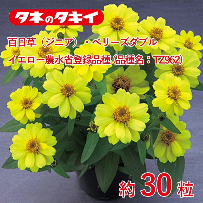 商品名 百日草（ジニア）・ベリーズダブル イエロー農水省登録品種 (品種名：TZ962)約30粒 学名 Zinnia elegans 和名 ヒャクニチソウ サイズ/丈 発芽適温：20℃前後 生育適温：20℃〜30℃ 発芽日数：5〜7日 特徴 ベリーズ系のセミダブルタイプ。暑さや乾燥に強い種間雑種で、従来種に比べ短節間で分枝性に優れて多花性。花首も短く暑い時期でもコンパクトな草姿を保ち、長期間楽しめる。 花径：5～5.5cm 【百日草（ジニア）】 生長が早く、丈夫で作りやすい百日草。タネを何回かにわけてまくと、次から次へとカラフルな花を咲かせる。キク科 日当たり・置き場所 日なた 水やり 土の表面が乾いたらたっぷり水をやるようにします。 肥料 元肥として緩効性の肥料を混ぜておくといいでしょう。 1週間から10日に1回の頻度で、液体肥料を与えます。 病気と害虫 立ち枯れ病予防のため、連作を避けます。立ち枯れ病が発生した場合は、根元から土ごと掘り捨て、土壌病害用の液剤をかけて殺菌します。古い花をときどき摘みとるようにすれば、灰色かび病（ボトリチス病）の発生を防ぐことができます。黒斑病、うどんこ病は発生初期のうちに殺菌剤をかけ、防除します。アオムシ、アブラムシはスプレー式の殺虫剤で簡単に駆除できます。商品名 百日草（ジニア）・ベリーズダブル イエロー農水省登録品種 (品種名：TZ962)約30粒 学名 Zinnia elegans 和名 ヒャクニチソウ サイズ/丈 発芽適温：20℃前後 生育適温：20℃〜30℃ 発芽日数：5〜7日 特徴 ベリーズ系のセミダブルタイプ。暑さや乾燥に強い種間雑種で、従来種に比べ短節間で分枝性に優れて多花性。花首も短く暑い時期でもコンパクトな草姿を保ち、長期間楽しめる。 花径：5～5.5cm 【百日草（ジニア）】 生長が早く、丈夫で作りやすい百日草。タネを何回かにわけてまくと、次から次へとカラフルな花を咲かせる。キク科 日当たり・置き場所 日なた 水やり 土の表面が乾いたらたっぷり水をやるようにします。 肥料 元肥として緩効性の肥料を混ぜておくといいでしょう。 1週間から10日に1回の頻度で、液体肥料を与えます。 病気と害虫 立ち枯れ病予防のため、連作を避けます。立ち枯れ病が発生した場合は、根元から土ごと掘り捨て、土壌病害用の液剤をかけて殺菌します。古い花をときどき摘みとるようにすれば、灰色かび病（ボトリチス病）の発生を防ぐことができます。黒斑病、うどんこ病は発生初期のうちに殺菌剤をかけ、防除します。アオムシ、アブラムシはスプレー式の殺虫剤で簡単に駆除できます。