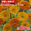 【芳香】徳用 切花向金盞花・スター混合 約800粒 種子 種 栽培 通販 タキイ