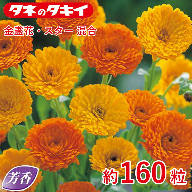芳香 金盞花・スター 混合 約160粒 種子 種 栽培 通販 タキイ